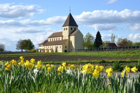 Kirche St. Georg mit Narzissen, Reichenau