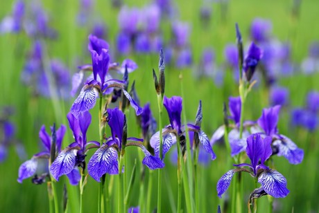 Irisblüten